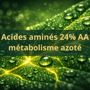 Acides aminés végétaux metabolisme azoté