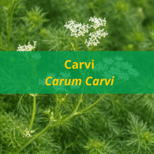 Huile essentielle Carvi bio
