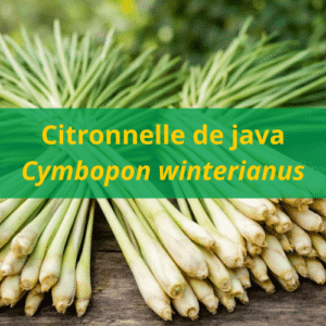 Huile essentielle de citronnelle de Java BIO