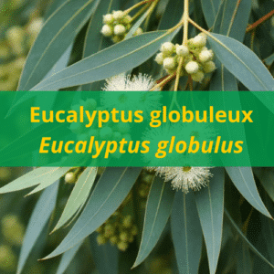 Huile essentielle Eucalyptus globulus BIO
