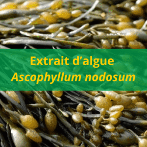 Extrait d'algue Ascophyllum nodosum