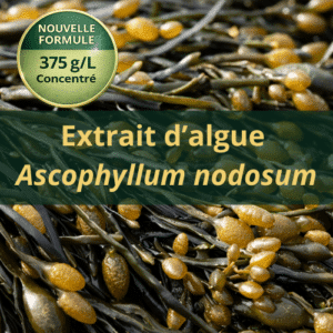 Extrait d'algue Ascophyllum nodosum 375gr/L