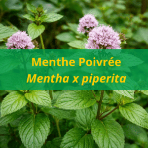 Huile essentielle Menthe poivrée BIO