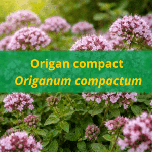 Huile essentielle origan compact bio