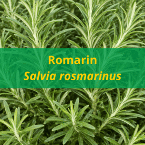 Huile essentielle de romarin BIO