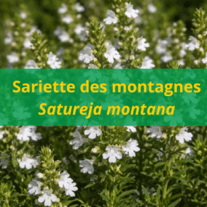 Huile essentielle Sariette des montagne BIO