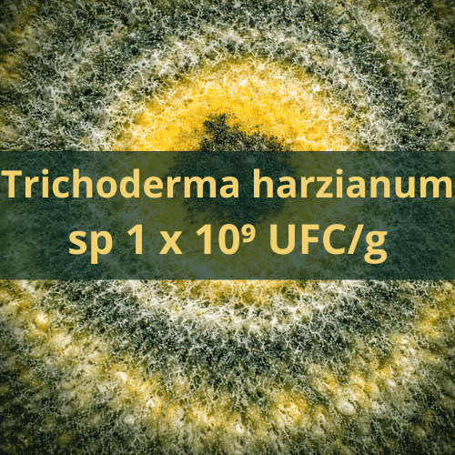Trichoderma harzianum
