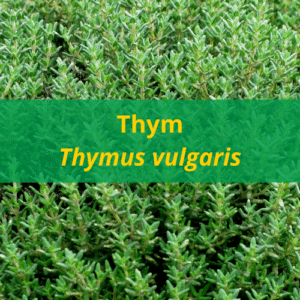 Huile essentielle de Thym BIO