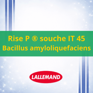 RISE P – Inoculant Racinaire Bacillus amyloliquefaciens IT45