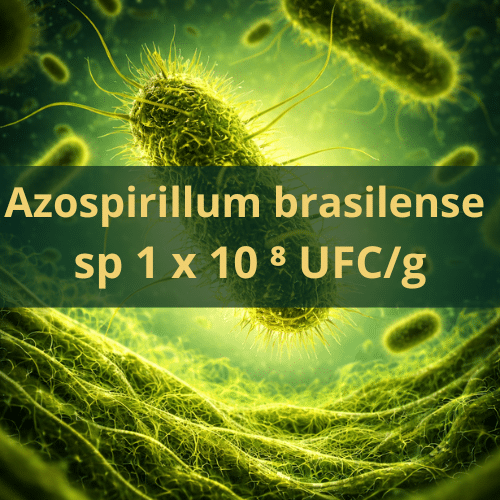 Azospirillum brasilense (1×10⁸ UFC/g)